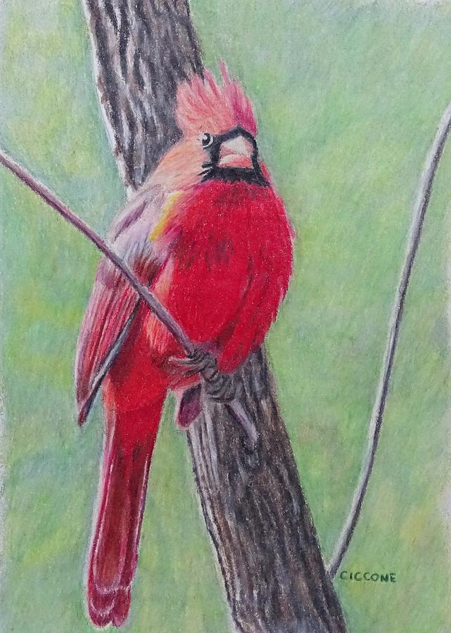 Cardinal in Sunlight Painting by Jill Ciccone Pike