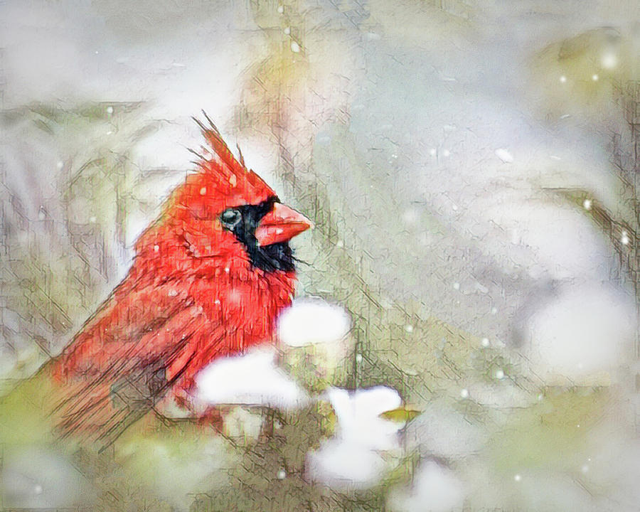 Cardinal In The Snow 1 Photograph