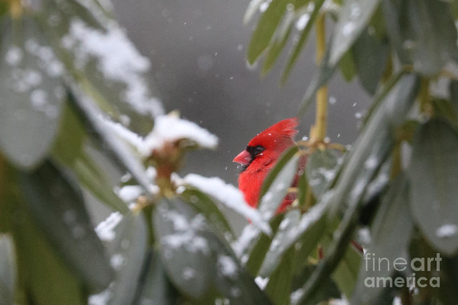 Cardinal In The Snow Photograph