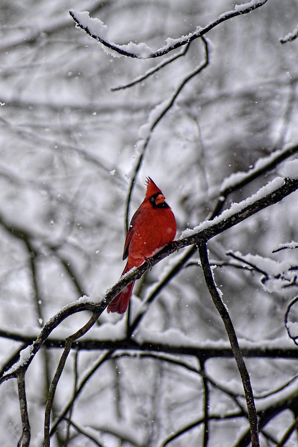 Cardinal in the Snow  Photograph by Jason Bohannon