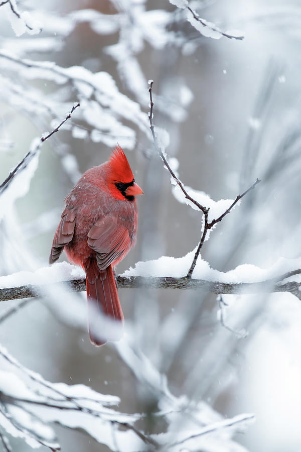 Cardinal in the Snow Photograph by Rachel Morrison