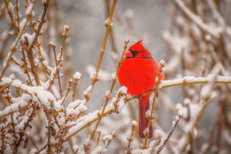 Cardinal in the Snow Photograph by Robert J Wagner
