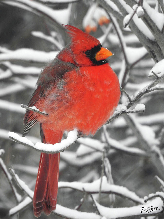 Cardinal in the Snow Photograph by Rod Seel
