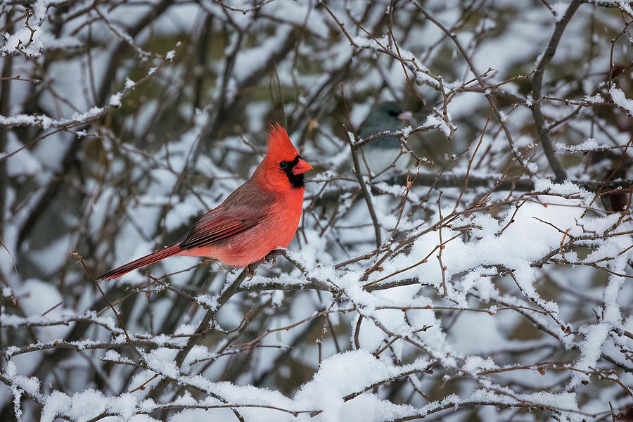 Cardinal In The Snow Photograph by Scott Bean
