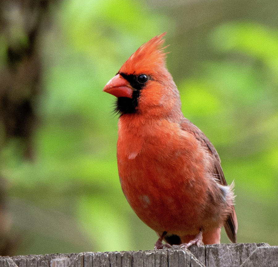 Cardinal In The Spring Photograph by JG Thompson - Fine Art America