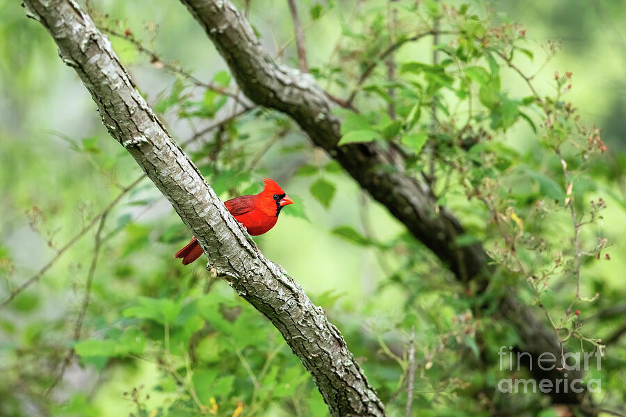 Cardinal in the Spring Photograph by Scott Pellegrin