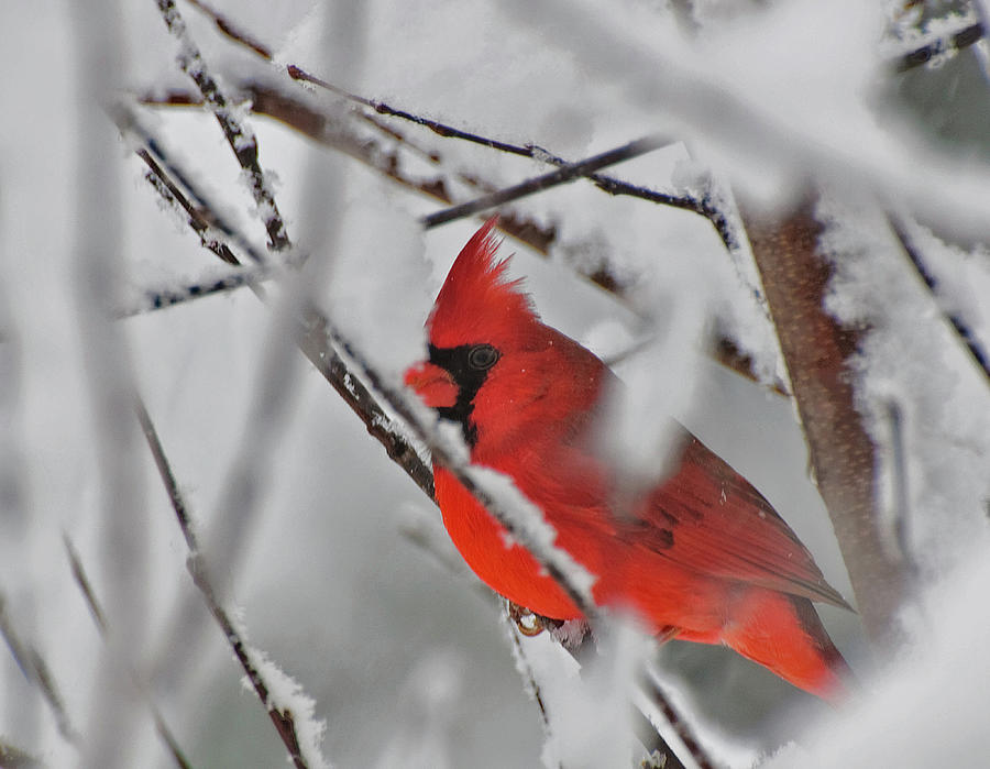 Cardinal In The Storm  Photograph by John Harding