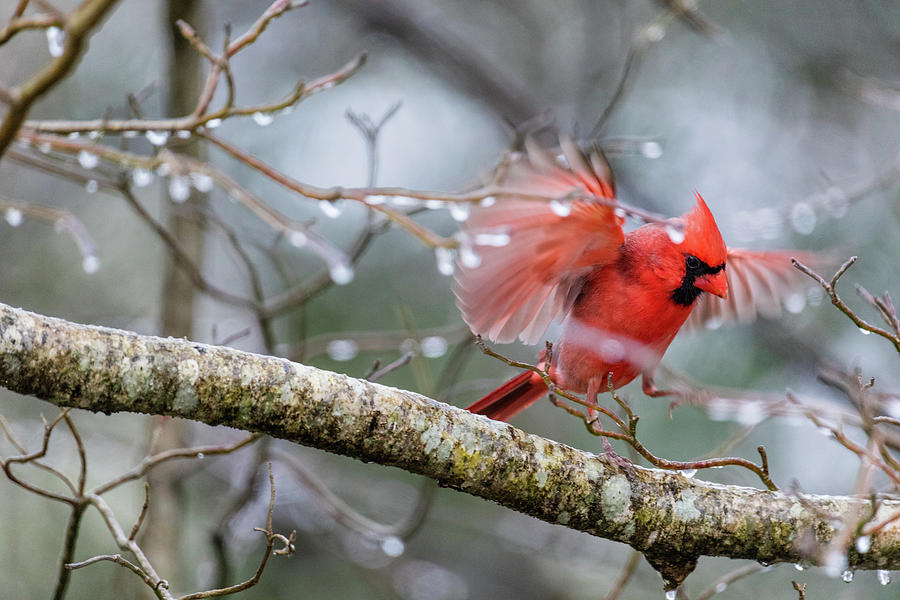 Cardinal in the Storm Photograph by Rachel Morrison