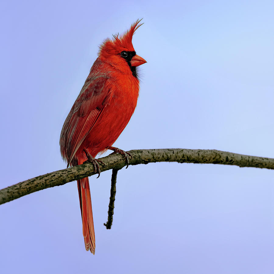 Cardinal In The Wind Photograph by Rick Shea