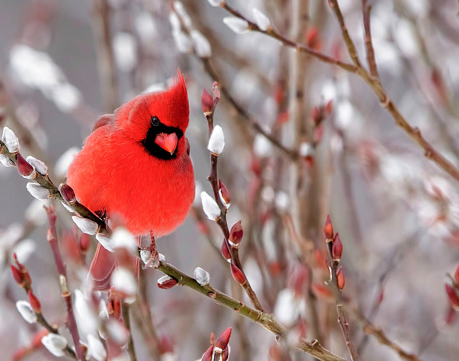 Cardinal in the Winter Photograph by Deborah Penland