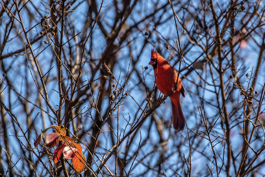 Cardinal in Tree Photograph by Dorothy Cunningham