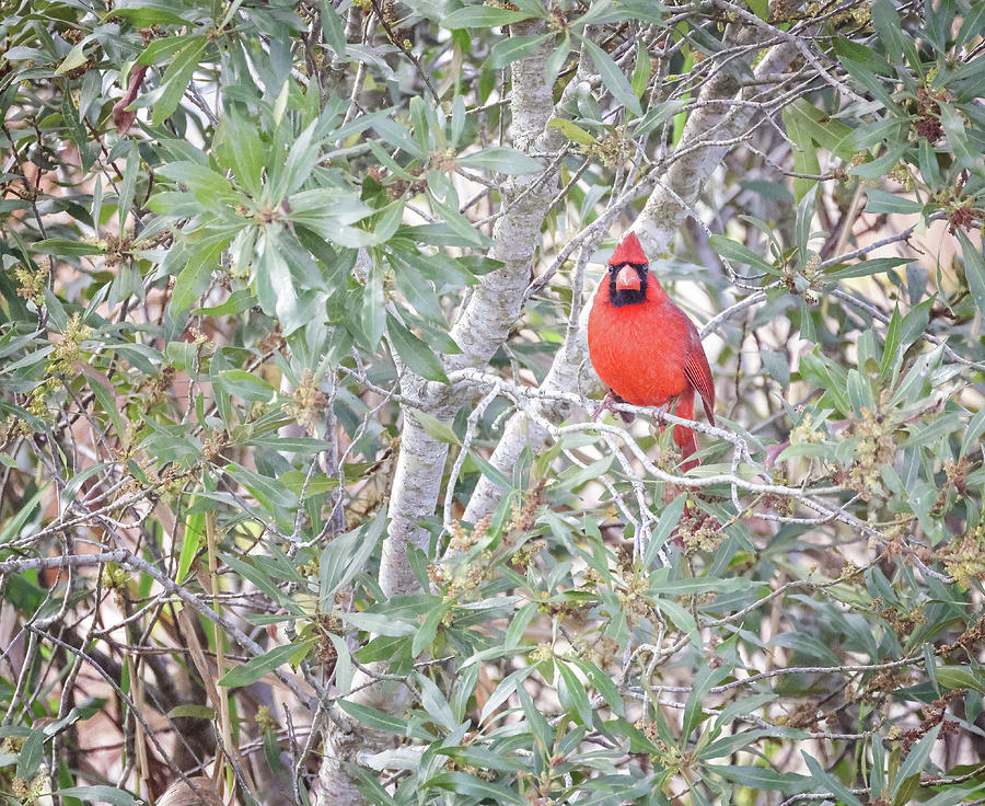 Cardinal in Tree Photograph by Fran Gallogly