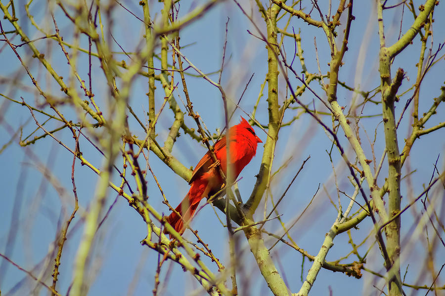 Cardinal in Tree Photograph by Suzanne Torres - Pixels