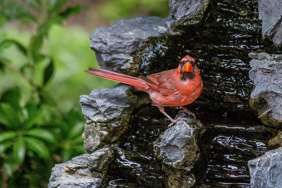 Cardinal in Waterfall Photograph by John A Megaw
