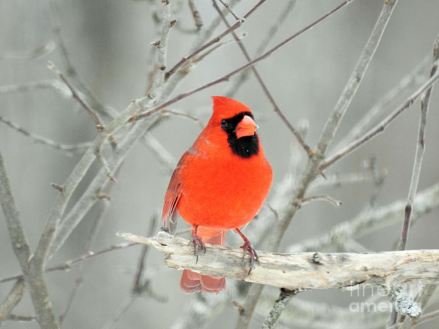 Cardinal in Winter Photograph by Eunice Miller