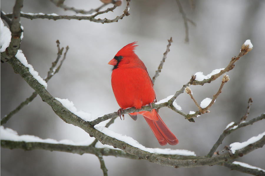 Cardinal in Winter Photograph by Linda Goodman
