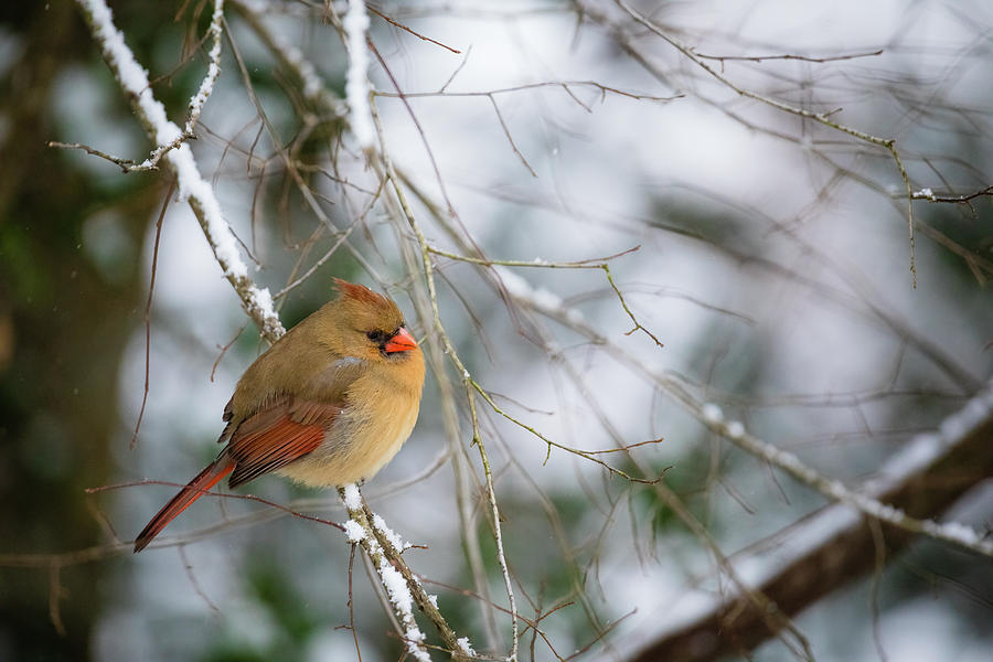 Cardinal in Winter  Photograph by Rachel Morrison