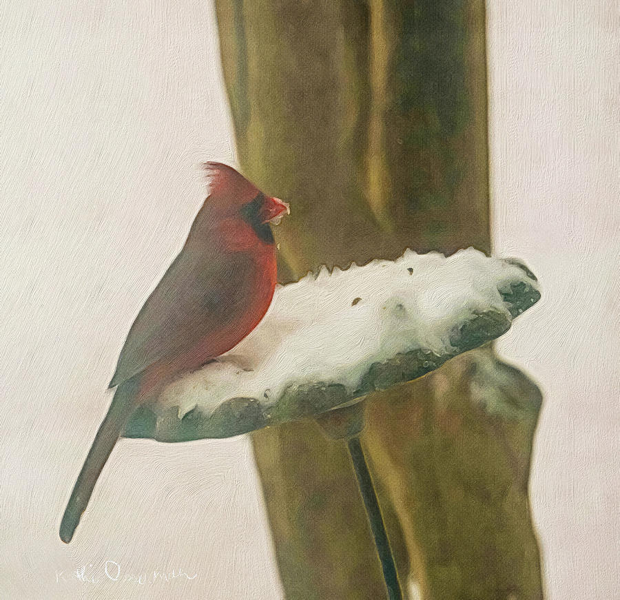 Cardinal in Winter Storm Photograph by Kathi Isserman