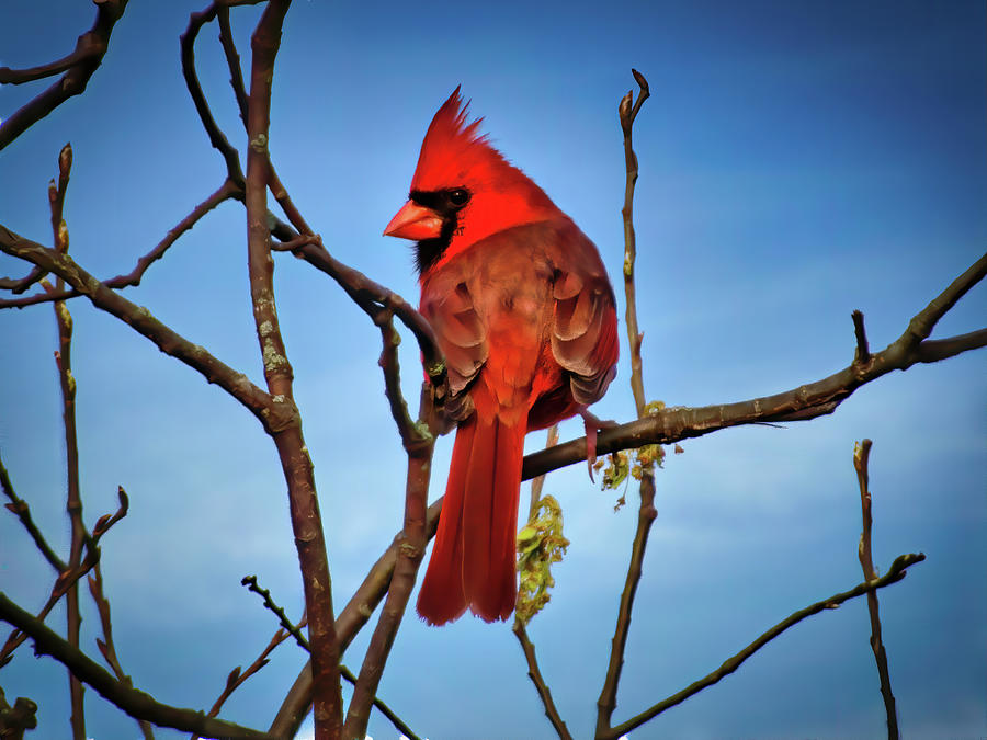 Cardinal Photograph by Jack Wilson