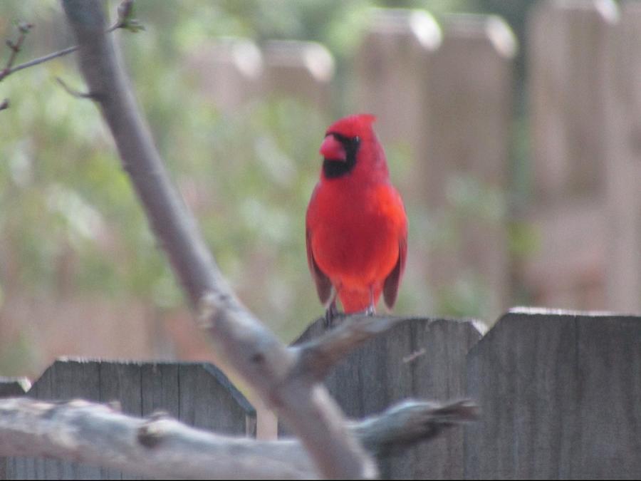 Cardinal Photograph by Jam Art Cardinal Photograph by Jam Art
