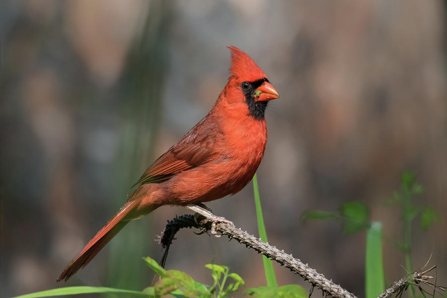 Cardinal Photograph by Jim Miller
