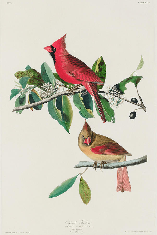 Cardinal. John James Audubon Mixed Media by World Art Collective
