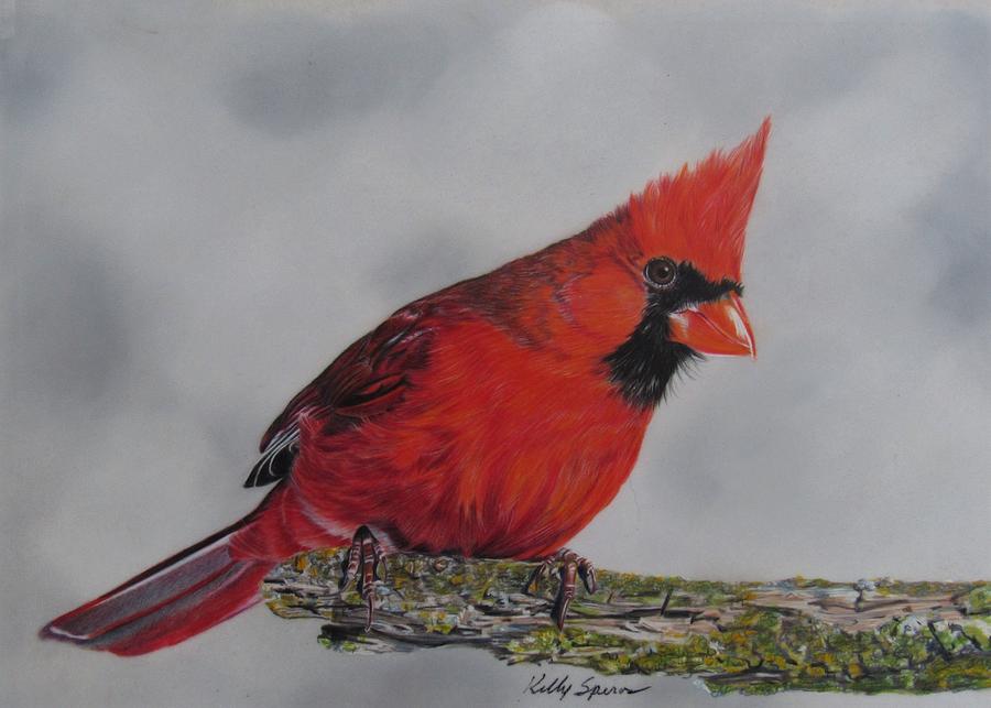 Cardinal Drawing by Kelly Speros