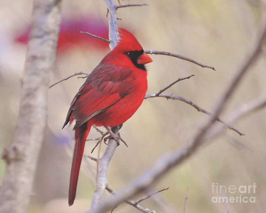 Cardinal Photograph by Kimberly Chason