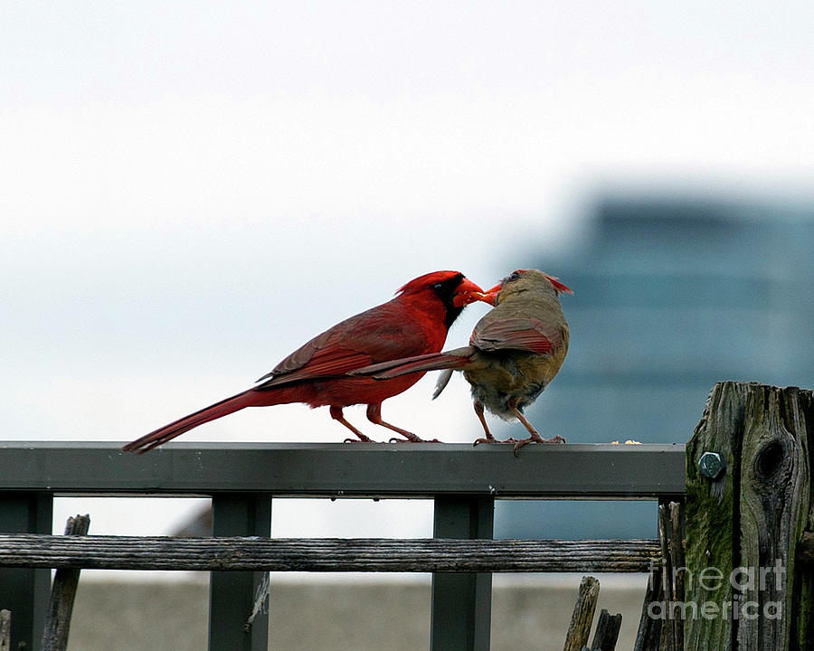 Cardinal Kiss Photograph by Jeff Ross