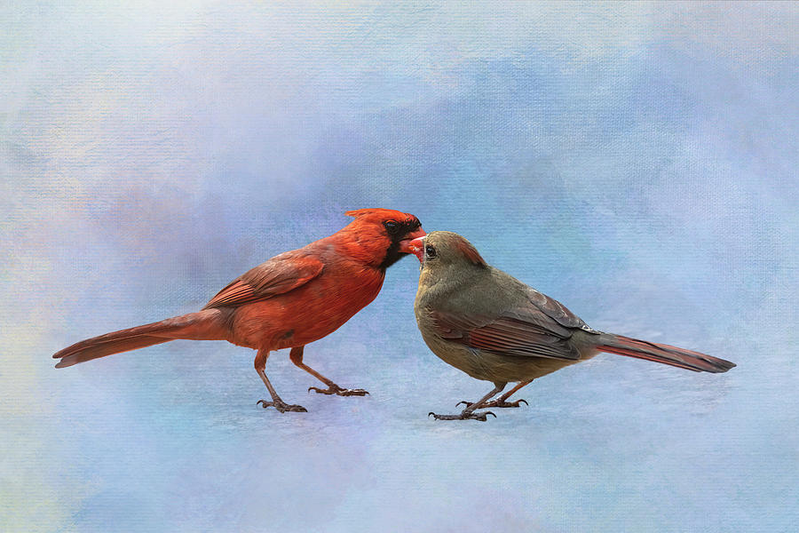 Bird Photograph - Cardinal Kisses by Patti Deters