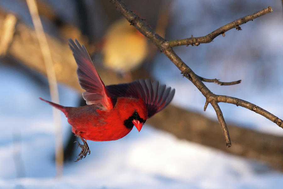 Cardinal Landing Photograph by Flinn Hackett