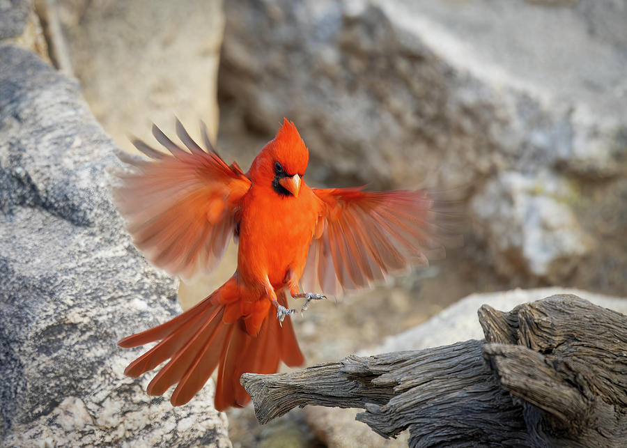 Cardinal Landing Photograph by Patti Deters
