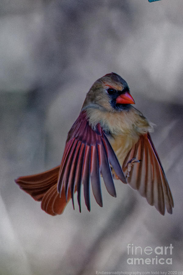 Cardinal Landing Photograph by Todd Key