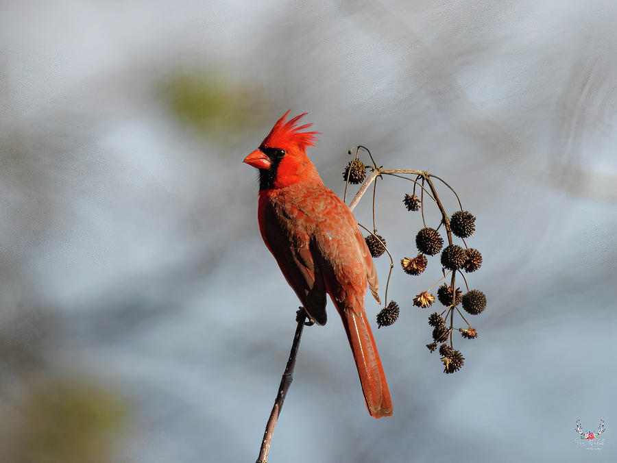 Cardinal looking left Photograph by Pam Rendall