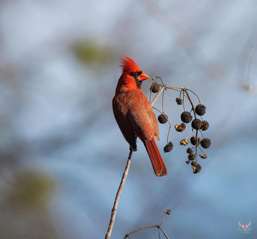 Cardinal looking right Photograph by Pam Rendall
