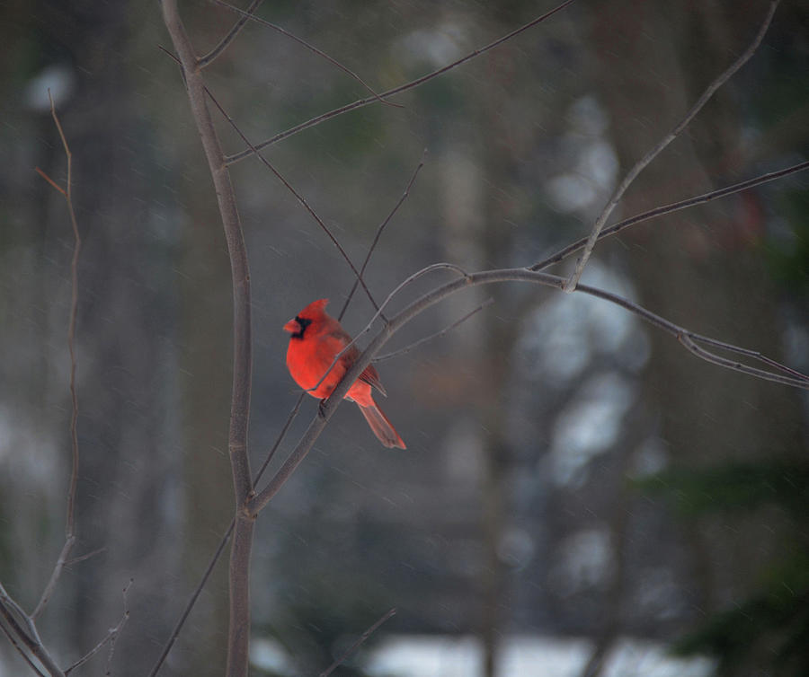 Cardinal Lookout Photograph by Rich Clewell