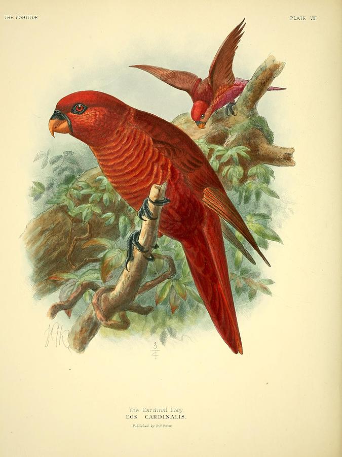 Cardinal Lory Mixed Media by Beautiful Nature Prints