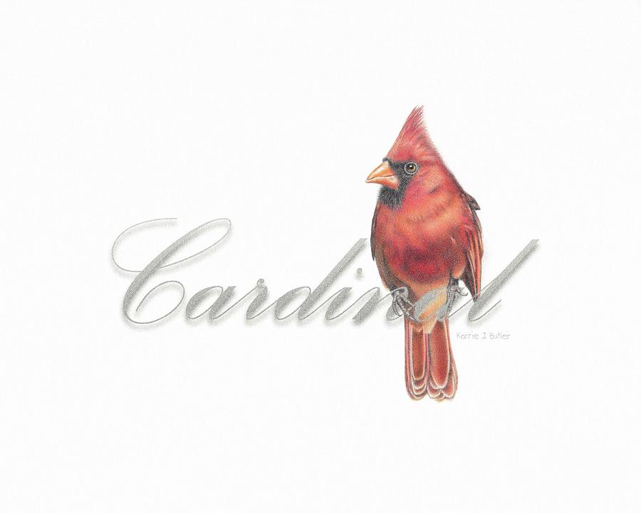 Cardinal - Male Northern Cardinal Drawing by Karrie J Butler