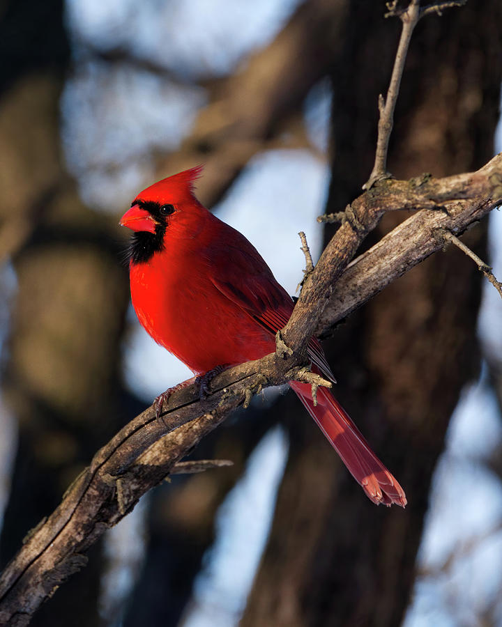 Cardinal Male on Branch 2 Photograph by Flinn Hackett