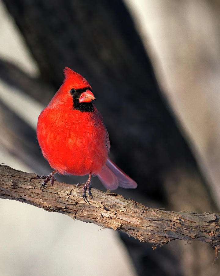 Cardinal Male on Branch Photograph by Flinn Hackett