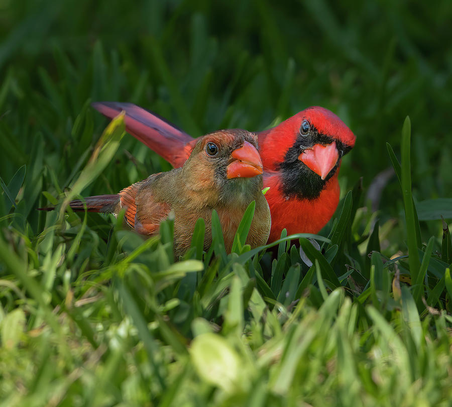 Cardinal Mates Photograph by Larry Marshall
