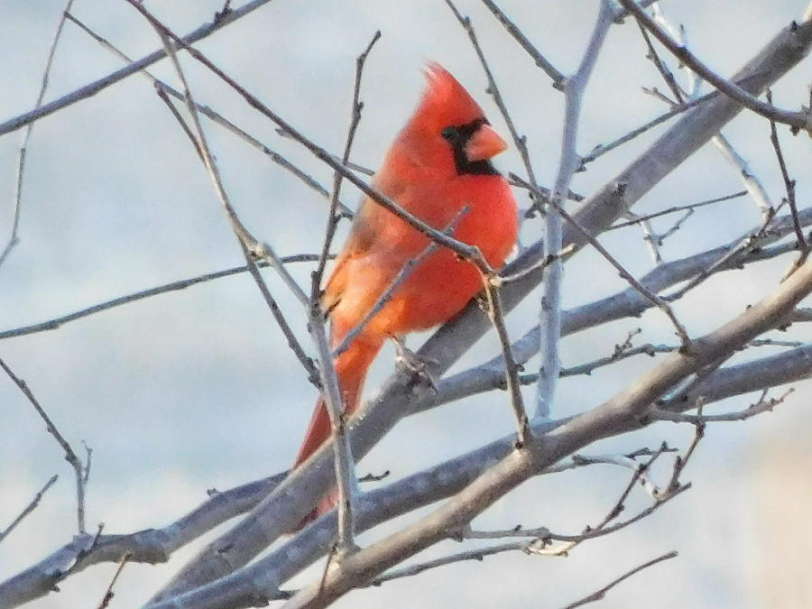 Cardinal Morning Photograph by Virginia White