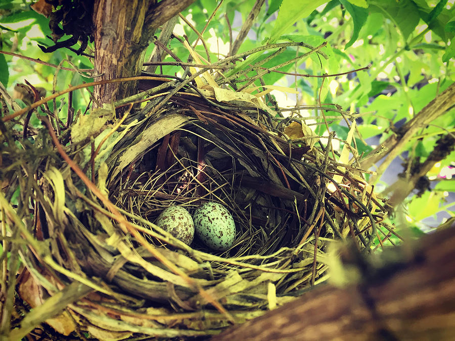 Cardinal Nest Photograph by Debbie Chamberlain - Fine Art America