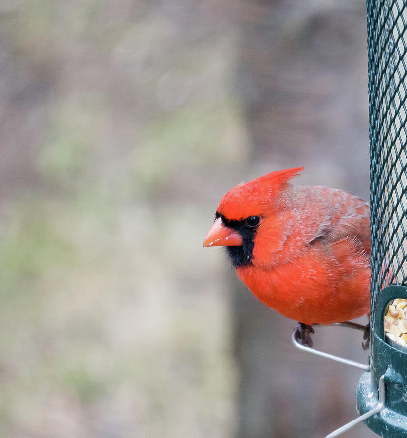 Cardinal Photograph by Nick Mares