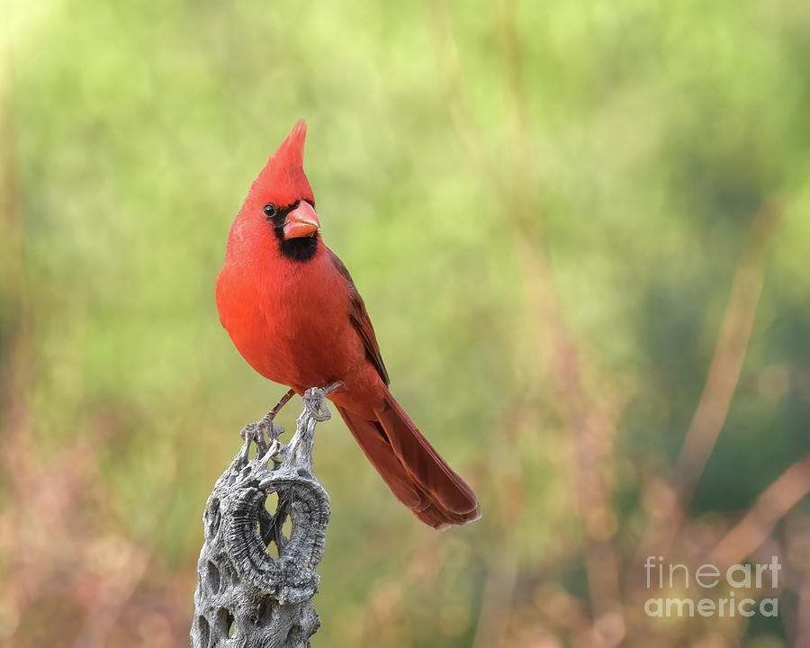 Cardinal on a Cholla Photograph by Lisa Manifold