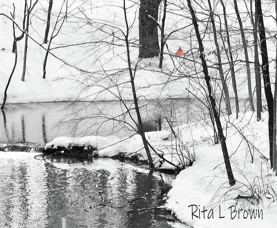 Cardinal on a Cold Snowy Day Photograph by Rita Brown