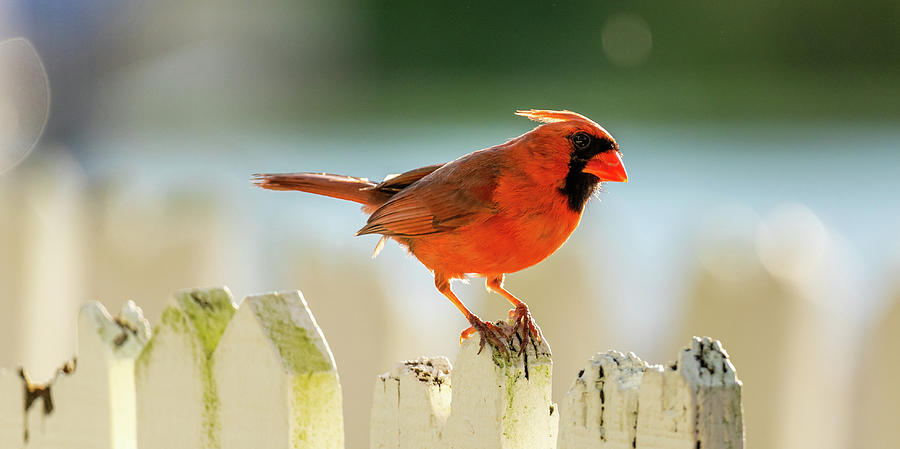 Cardinal on a June Day Photograph by Rachel Morrison