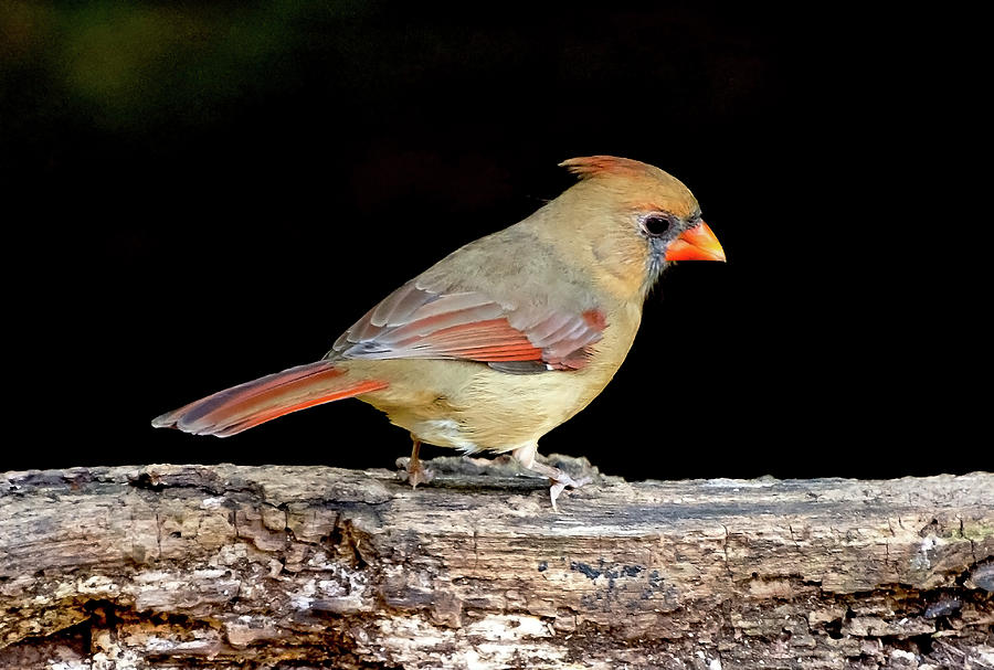 Cardinal on a Log Photograph by Rebecca Higgins