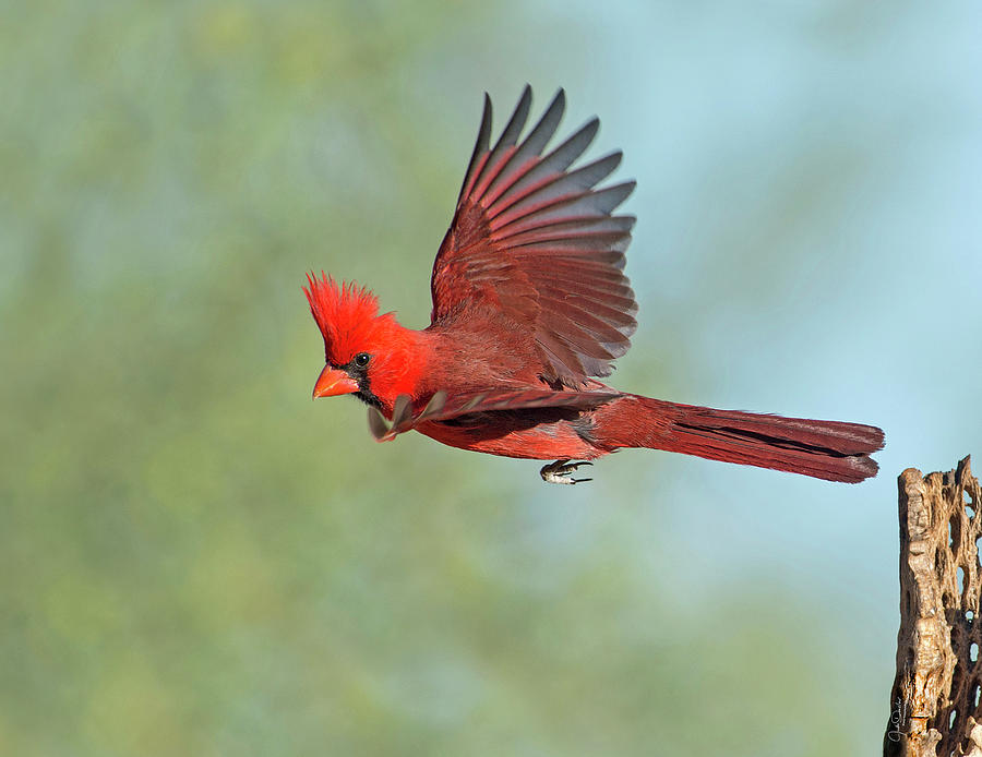 Cardinal on a Mission Photograph by Judi Dressler