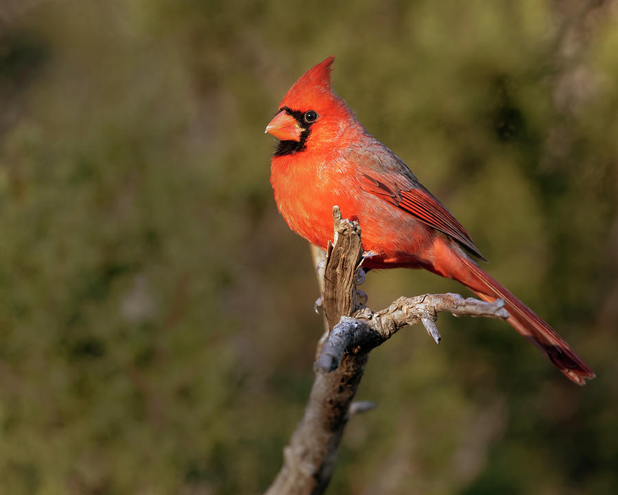 Cardinal on a Perch Photograph by Gary Langley